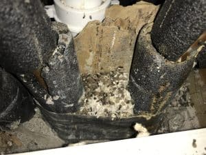 drywood termite infestation termite droppings