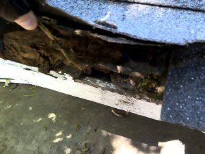 roof decking damaged by carpenter ants